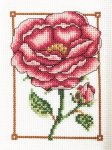 Summer Rose (image for) Summer Rose